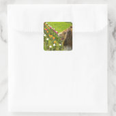 Collie N Tulpen Stickers (Tas)