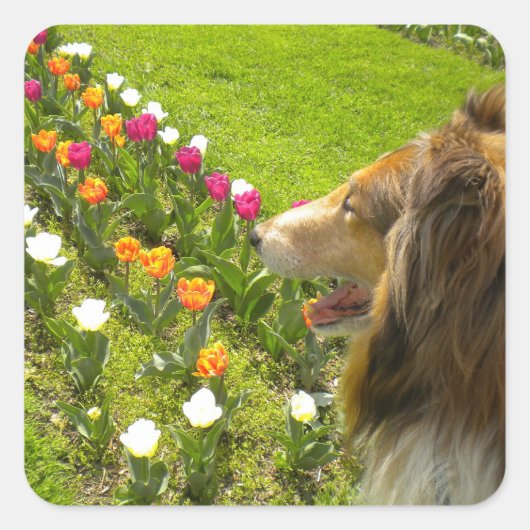 Collie N Tulpen Stickers (Voorkant)