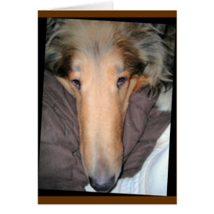 Collie "Nose" Love Card