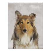 Collie Poster (Voorkant)