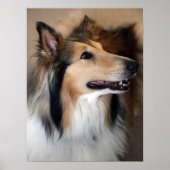 Collie Poster (Voorkant)