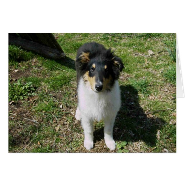 Collie Pup (Voorkant Horizontaal)