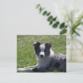 collie pup grens briefkaart (Staand voorkant)