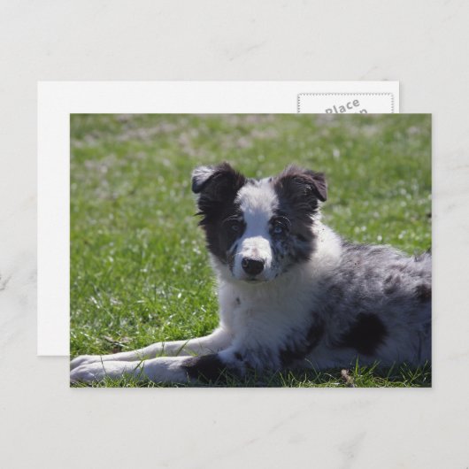 collie pup grens briefkaart (Voorkant / Achterkant)