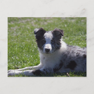 collie pup grens briefkaart