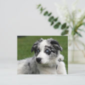 collie pup grens briefkaart (Staand voorkant)