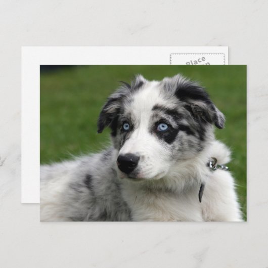 collie pup grens briefkaart (Voorkant / Achterkant)