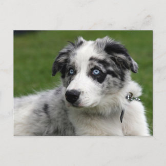 collie pup grens briefkaart