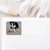 collie pupil die op het strand loopt met speelgoed etiket (Insitu)