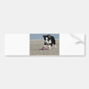 collie pupil op het strand met speelgoed bumpersticker