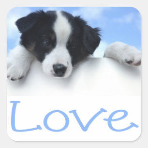 Collie Puppy Dog Blue Love Black and White Border  Vierkante Sticker