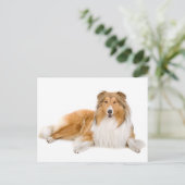 Collie Puppy Dog Greeting Post Card Briefkaart (Staand voorkant)