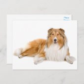 Collie Puppy Dog Greeting Post Card Briefkaart (Voorkant / Achterkant)
