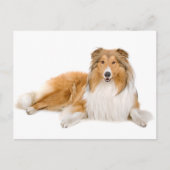 Collie Puppy Dog Greeting Post Card Briefkaart (Voorkant)