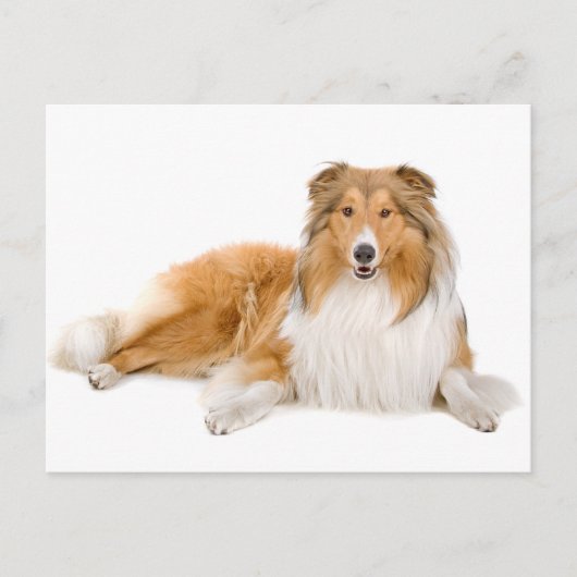 Collie Puppy Dog Greeting Post Card Briefkaart (Voorkant)