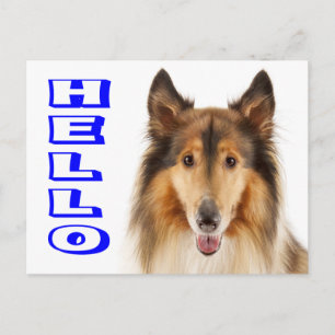 Collie Puppy Hond Postkaart