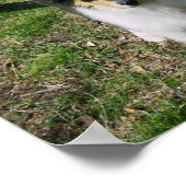 COLLIE PUPPY POSTER (Hoek)