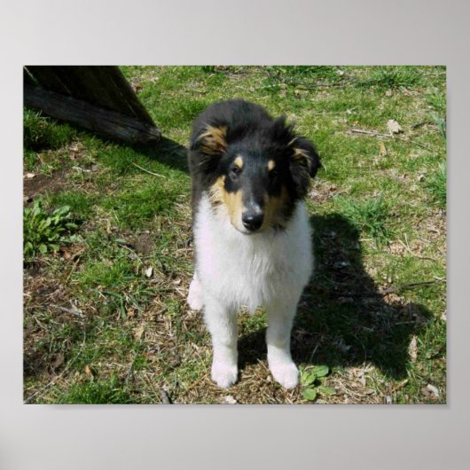 COLLIE PUPPY POSTER (Voorkant)