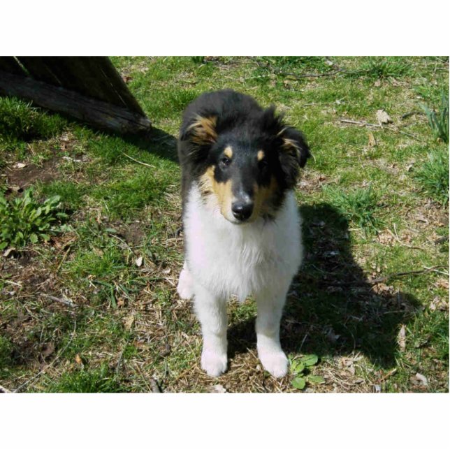 COLLIE PUPPY STAAND FOTOBEELDJE  (Voorkant)