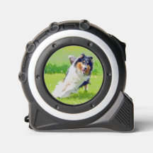 Collie