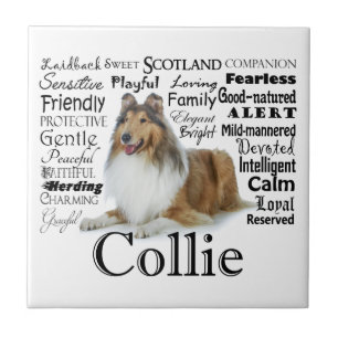 Collie Traits Tile Tegeltje