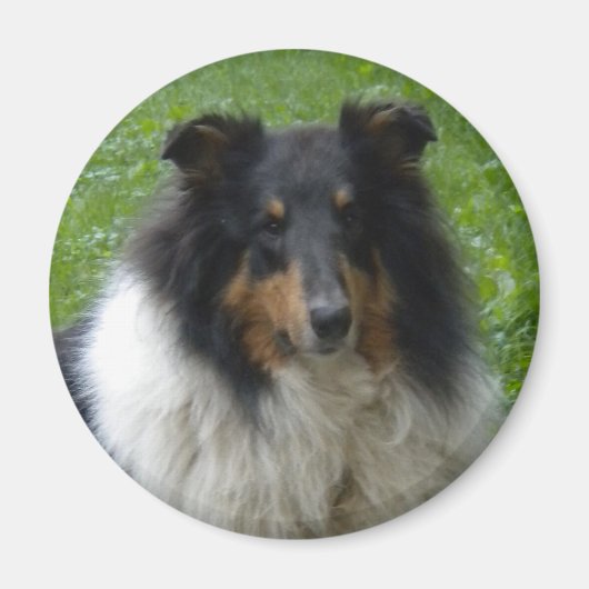 Collie-Tri-Magnet Magneet (Voorkant)