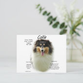 Collie (tri rough) Geschiedenis Ontwerp Briefkaart (Staand voorkant)