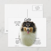 Collie (tri rough) Geschiedenis Ontwerp Briefkaart (Voorkant / Achterkant)