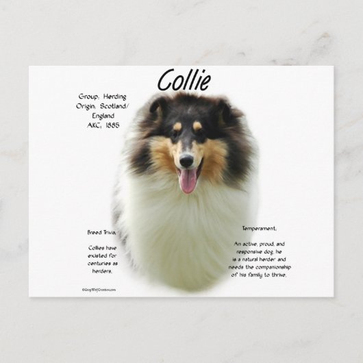 Collie (tri rough) Geschiedenis Ontwerp Briefkaart (Voorkant)