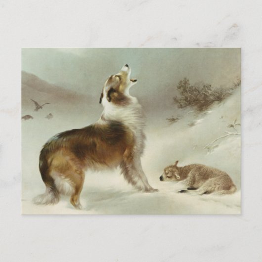 Collie und Schaf Briefkaart (Voorkant)