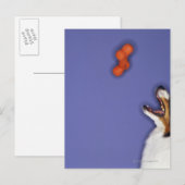 Collie vangt plastic bot briefkaart (Voorkant / Achterkant)