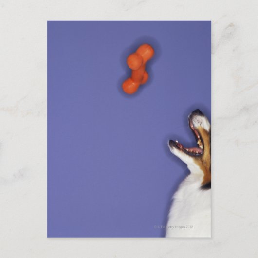 Collie vangt plastic bot briefkaart (Voorkant)