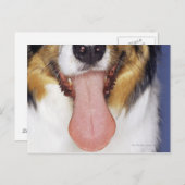 Collie waggong briefkaart (Voorkant / Achterkant)