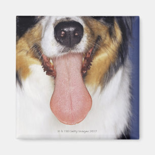 Collie waggong magneet