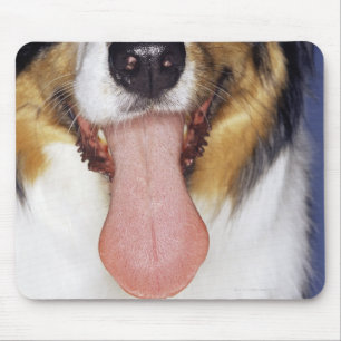 Collie waggong muismat