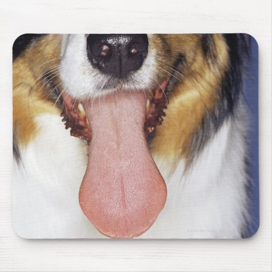 Collie waggong muismat (Voorkant)