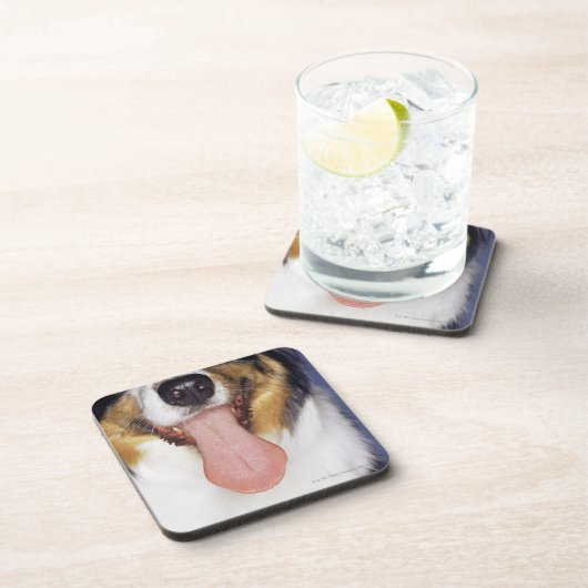 Collie waggong onderzetter (Rechterzijde)