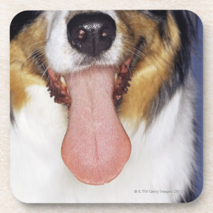 Collie waggong onderzetter