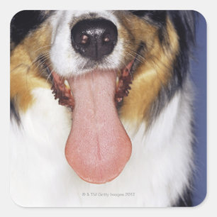 Collie waggong vierkante sticker