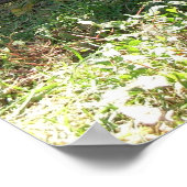 Collies bij rust - Poster (Hoek)