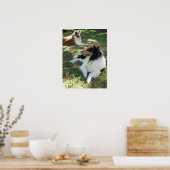 Collies bij rust - Poster (Keuken)