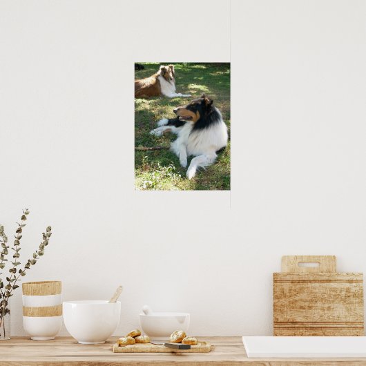 Collies bij rust - Poster (Keuken)