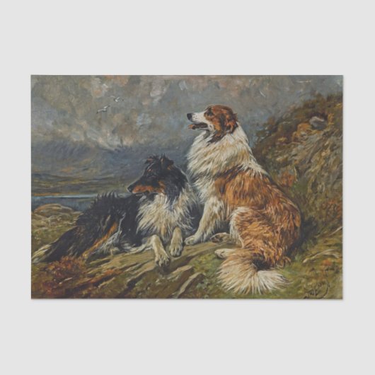 Collies on the Moor van John Emms Tissuepapier (Voorkant)