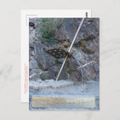 COLLIOURE: SOLEILS PORTES BRIEFKAART (Voorkant / Achterkant)