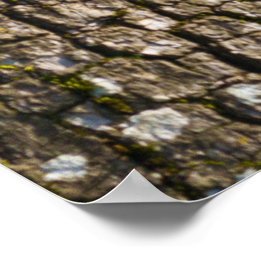 Colobus Aap in het Bladerdak Poster (Hoek)