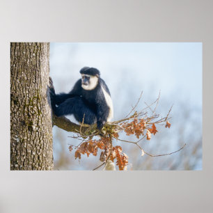 Colobus Aap in het Bladerdak Poster