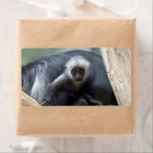Colobus polykomos etiket (Insitu)