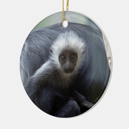 Colobus polykomos keramisch ornament (Links)
