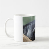 Colobus polykomos koffiemok (Links)