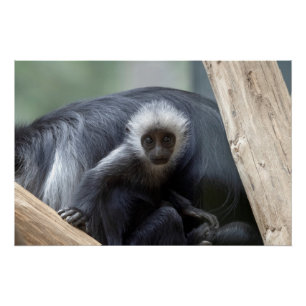 Colobus polykomos perfect poster